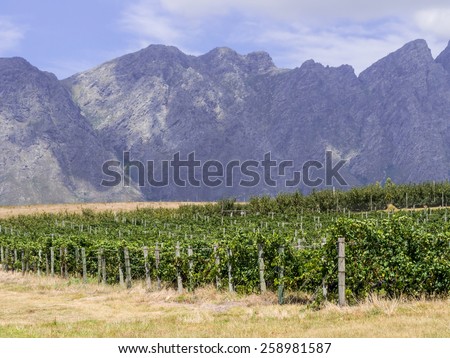 Vineyards in the wine region near Cape Town and Franschhoek, south Africa.