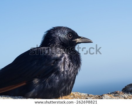 Red-winged starling (Onychognathus morio) sitting on a rock  in Cape Point in South Africa on a sunny day.