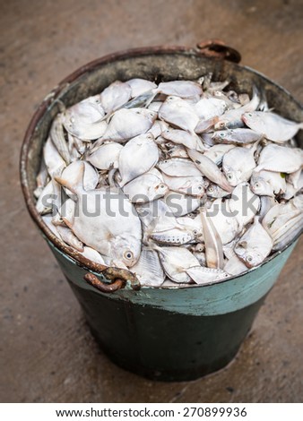 Vertical photo of a bucket full of freshly caught small fish from the Indian Ocean on the Mzizima fish market in Dar es Salaam, Tanzania, East Africa.