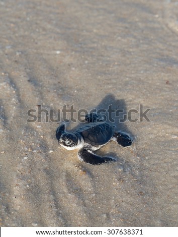 Small green sea turtle (Chelonia mydas), also known as black (sea) turtle, or Pacific green turtle on his way to the sea on a beach in Tanzania, Africa, shortly after hatching from his egg.