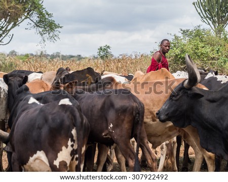 HANDENI, TANZANIA - AUGUST 01, 2015: Maasai herder with his livestock in Tanzania, Africa.