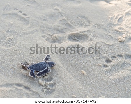 Small green sea turtle (Chelonia mydas), also known as black (sea) turtle, or Pacific green turtle on his way to the sea on a beach in Tanzania, Africa, shortly after hatching from his egg.