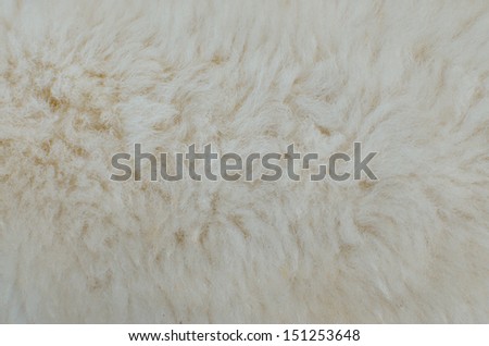 wool sheep background