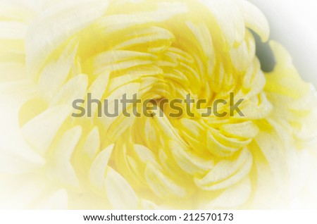 flower retro soft style for background, Chrysanthemum soft background