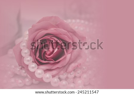 rose flower in pink color for background