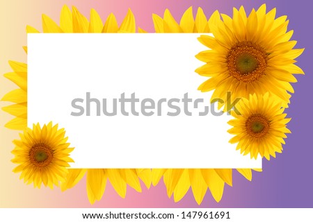 flower sunflower frame backgrounds sunset card summer