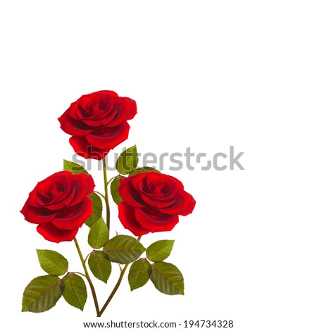 three red roses on stems with leaves isolated on white background