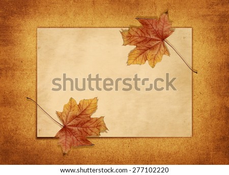 Old card for congratulation or invitation a  maple leaf