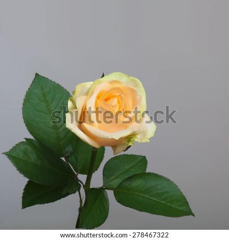 yellow rose on a stem with leaves isolated on a gray background