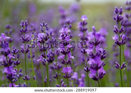 selective focus new morning natural field lavender flowers day