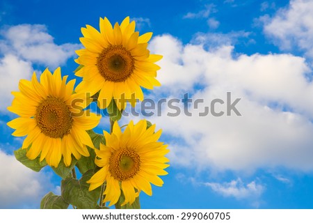 summertime card form blue sky clouds part flower sunflower petals for design