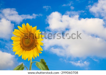 summertime card form blue sky clouds part flower sunflower petals for design