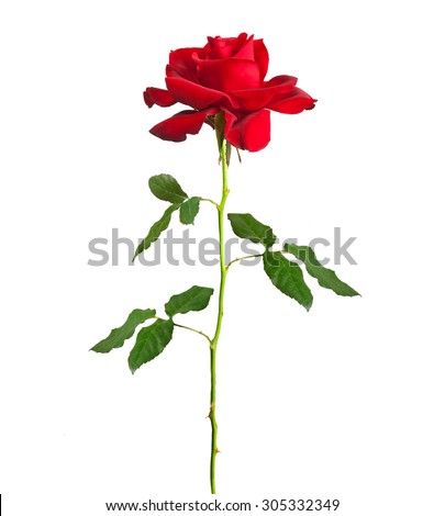 flower single red rose long stem  isolated