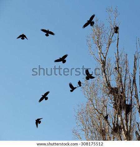 black crows flying near the nest