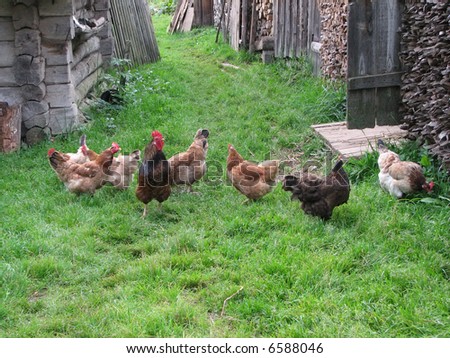 Hens walk in a court yard of the house