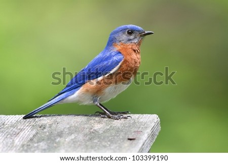 Male Eastern Bluebird (Sialia sialis) on a birdhouse with a green background