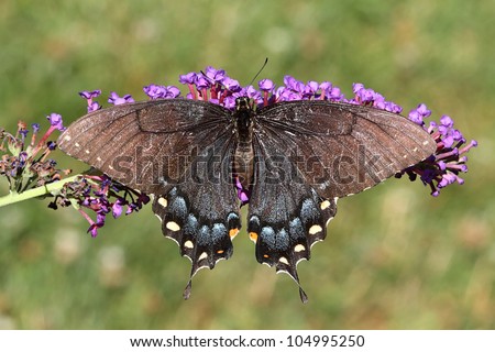 Female Tiger Swallowtail (papilio glaucas) Butterfly (dark morph) on a purple Butterfly Bush flower