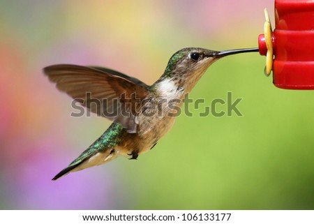 Juvenile male Ruby-throated Hummingbird (archilochus colubris) in flight at a feeder