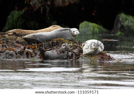 Harbor Seals (Phoca vitulina) basking in the sun by the Pacific Ocean