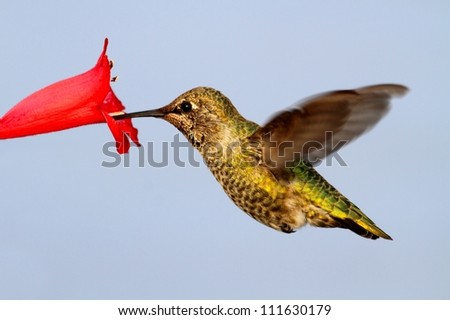 Annas Hummingbird (Calypte anna) in flight with a flower and a blue background