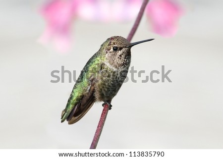 Annas Hummingbird (Calypte anna) perched with flowers in the background