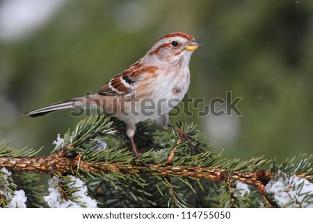 American Tree Sparrow (Spizella arborea) on an evergreen in winter