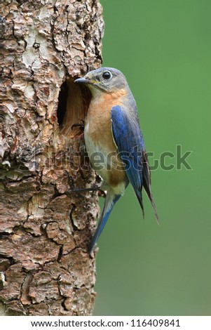 Female Eastern Bluebird (Sialia sialis) at a nest hole