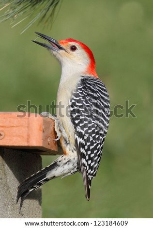 Male Red-bellied Woodpecker (Melanerpes carolinus) on a feeder with a green background