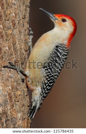 Male Red-bellied Woodpecker (Melanerpes carolinus) on a log
