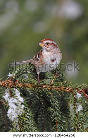 American Tree Sparrow (Spizella arborea) on an evergreen in winter