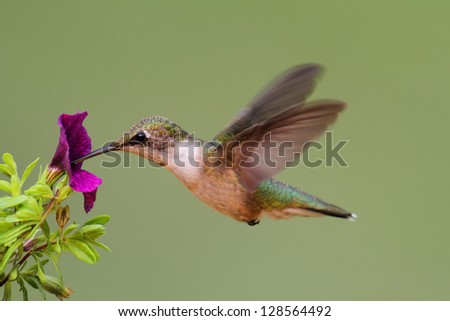 Ruby-throated Hummingbird (archilochus colubris) in flight at a flower with a colorful background