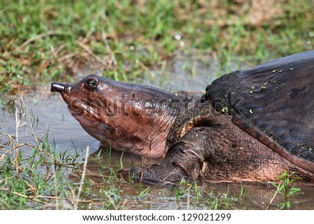 Soft-shelled Turtle looking for a place to lay her eggs in the Florida Everglades