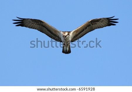 Osprey hunting over the Atlantic Ocean