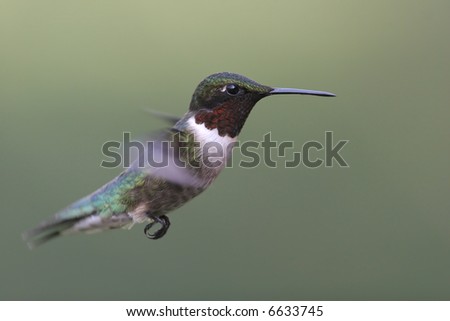 Male Ruby-throated Hummingbird in flight with a green background