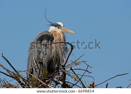 Great Blue Heron on a nest in the Florida Everglades