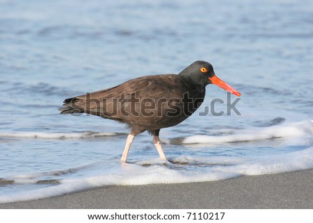 Black Oystercatcher wading in the Pacific Ocean