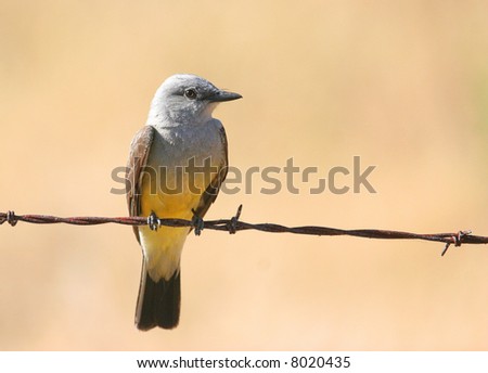 Western Kingbird on a barbed-wire fence in the California Desert