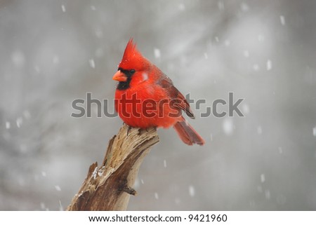 Male Northern Cardinal (cardinalis cardinalis) in a snow storm