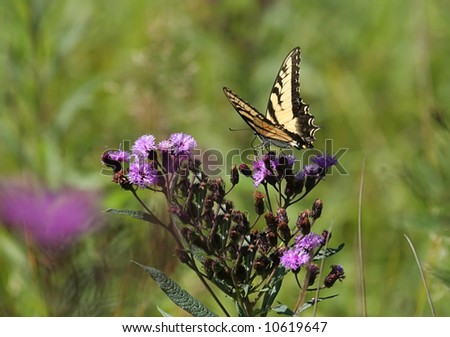 Tiger Swallowtail Butterfly (papilio glaucas) on purple flowers
