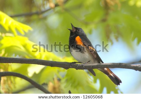 American Redstart (Setophaga ruticilla) singing in early spring