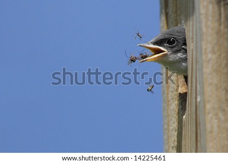 Hungry Baby Tree Swallow (tachycineta bicolor) in a birdhouse eating insects