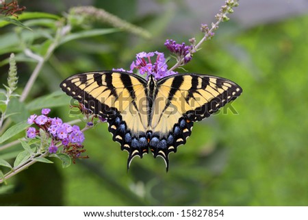 Tiger Swallowtail Butterfly (papilio glaucas) on a Butterfly Bush flower