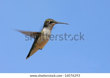 Juvenile Male Ruby-throated Hummingbird (archilochus colubris) with a blue sky background