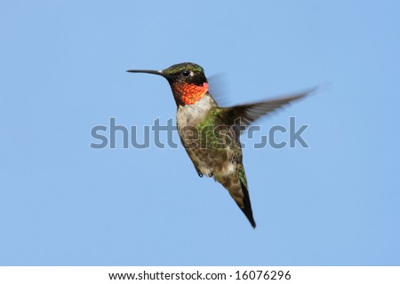Male Ruby-throated Hummingbird (archilochus colubris) with a blue sky background