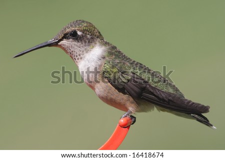 Juvenile male Ruby-throated Hummingbird (archilochus colubris) on a perch