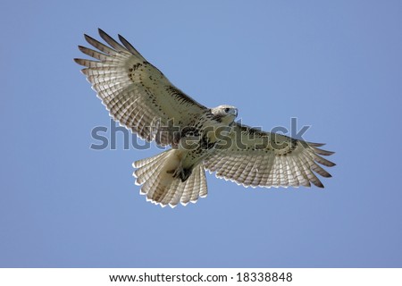 Juvenile Red-tailed Hawk (buteo jamaicensis) soaring in a blue sky