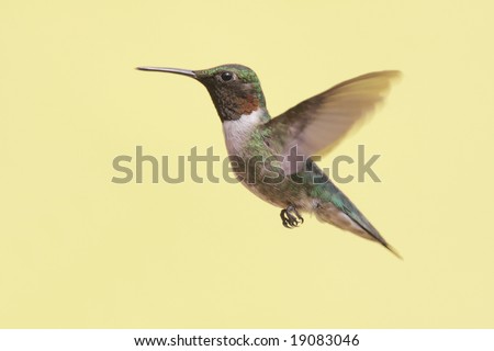 Male Ruby-throated Hummingbird (archilochus colubris) in flight with a yellow background