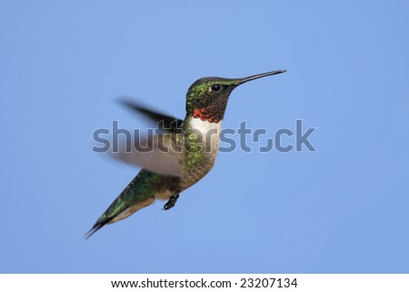 Male Ruby-throated Hummingbird (archilochus colubris) in flight with a blue sky background