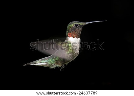 Male Ruby-throated Hummingbird (archilochus colubris) in flight with a black background
