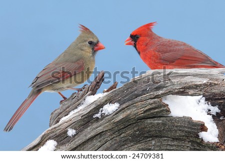 Pair of Northern Cardinals (cardinalis cardinalis) on a stump with snow and a blue sky background